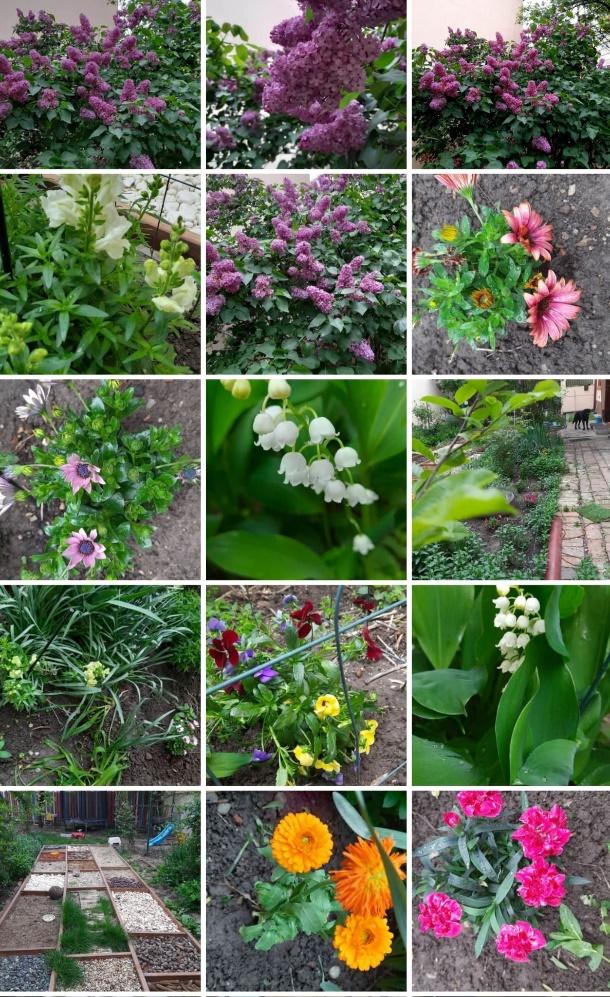 Grădina senzorială imagine 03