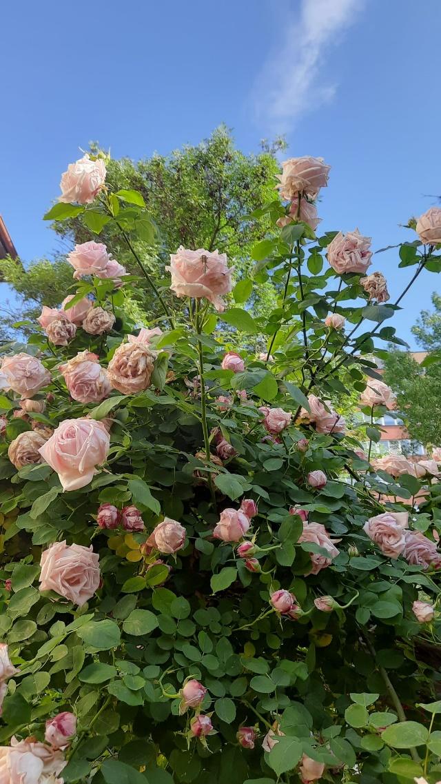 Grădina senzorială imagine 21