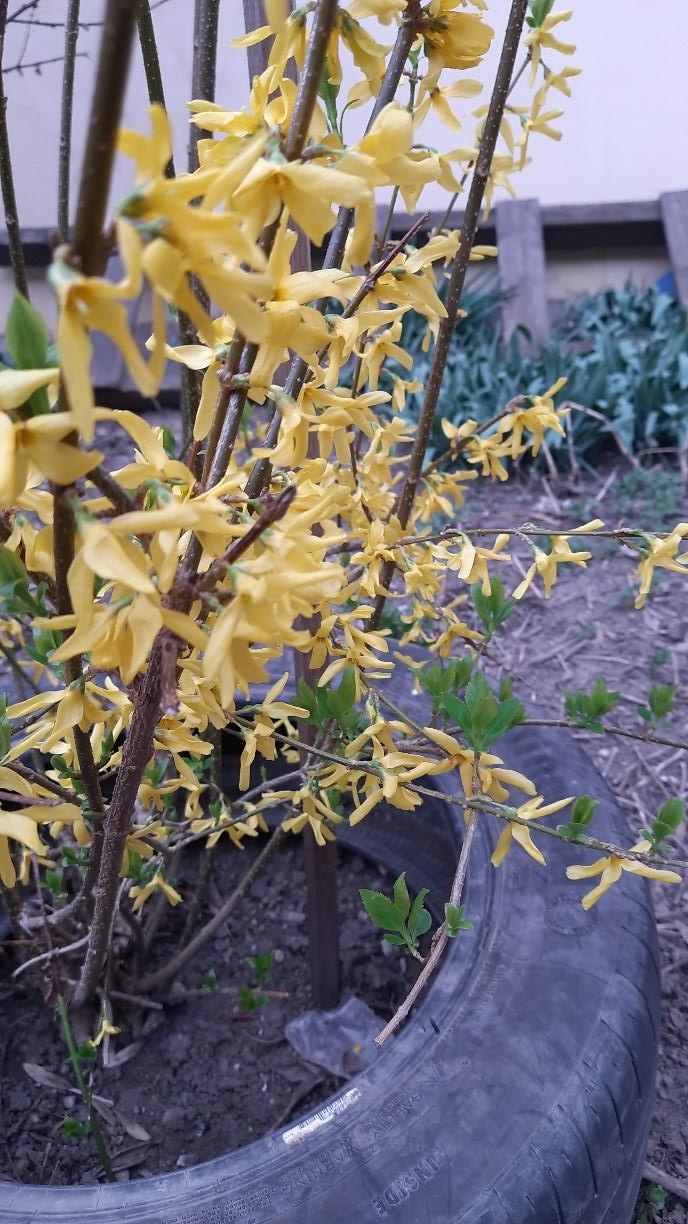 Grădina senzorială imagine 26