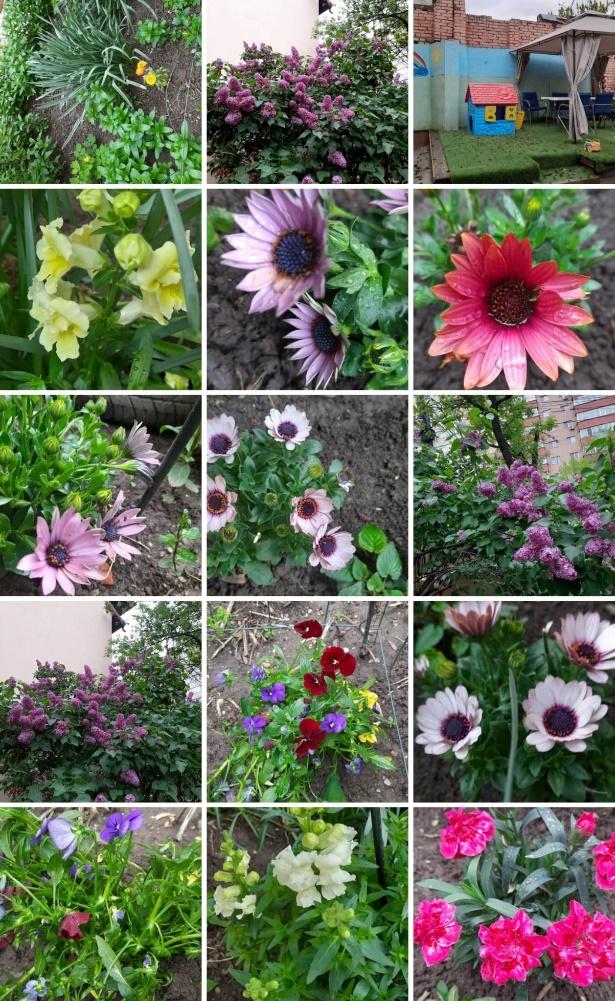 Grădina senzorială imagine 28